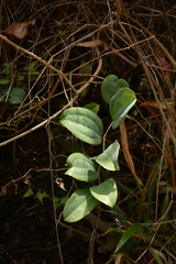 Smilax anceps