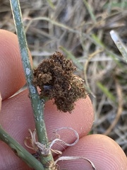 Aceria chondrillae