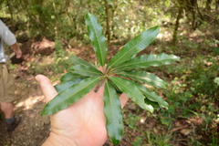 Protorhus longifolia