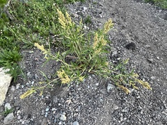 Rumex salicifolius