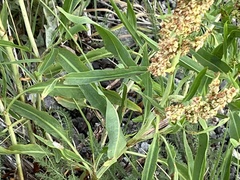 Rumex salicifolius