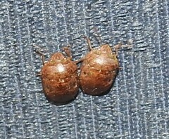 Diolcus chrysorrhoeus