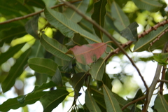 Protorhus longifolia