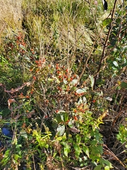 Ilex verticillata