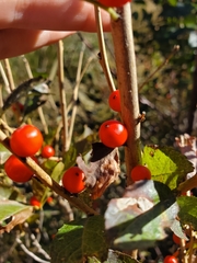 Ilex verticillata