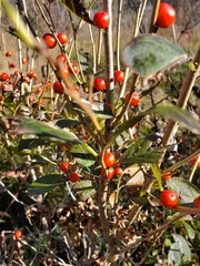 Ilex verticillata