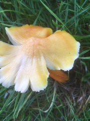 Hygrocybe intermedia