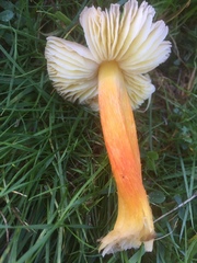 Hygrocybe intermedia