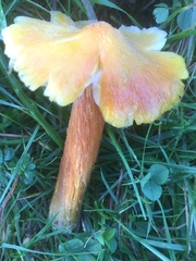 Hygrocybe intermedia