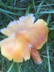 Hygrocybe intermedia