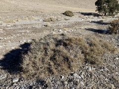 Ephedra nevadensis