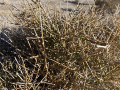 Ephedra nevadensis