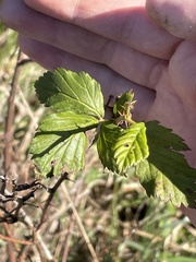 Rubus missouricus