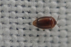 Sericoderus