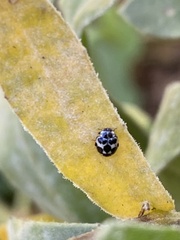 Psyllobora picta