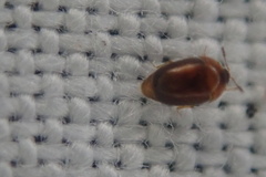 Sericoderus