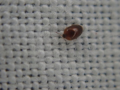 Sericoderus