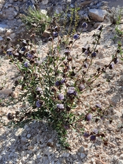 Globularia alypum