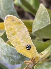 Psyllobora picta