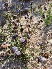 Globularia alypum