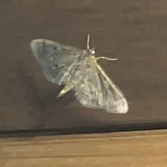 Herpetogramma aeglealis