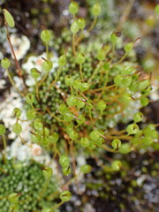 Conostomum pentastichum