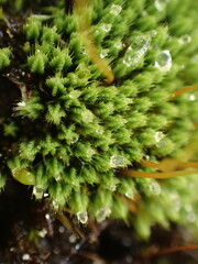 Conostomum pentastichum