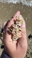 Australaria australasia