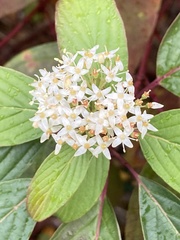 Cornus sericea