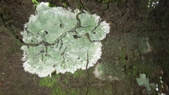 Cryptothecia striata