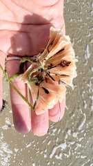 Australaria australasia