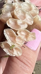 Australaria australasia