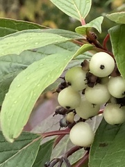 Cornus sericea