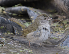 Arremonops rufivirgatus