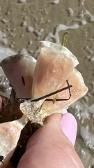 Australaria australasia