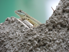 Tropidurus torquatus