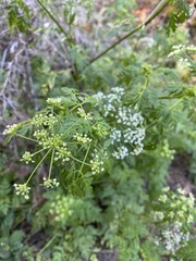Ligusticum grayi