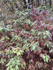 Cornus sericea