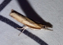 Fissicrambus mutabilis