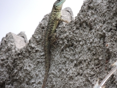 Tropidurus torquatus