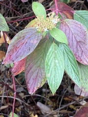 Cornus sericea