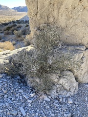 Cercocarpus intricatus