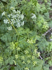 Ligusticum grayi