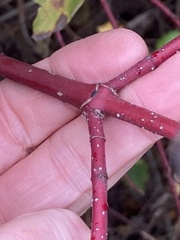 Cornus sericea