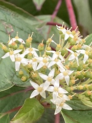 Cornus sericea