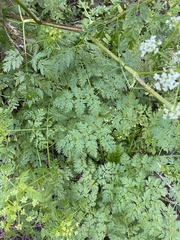 Ligusticum grayi