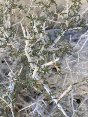 Cercocarpus intricatus