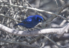 Cyanocompsa parellina