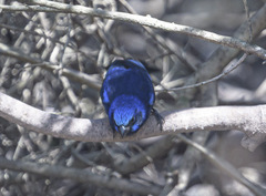 Cyanocompsa parellina