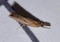 Fissicrambus mutabilis